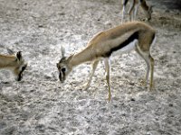 Florida - Tampa - Busch Gardens - Antelope
